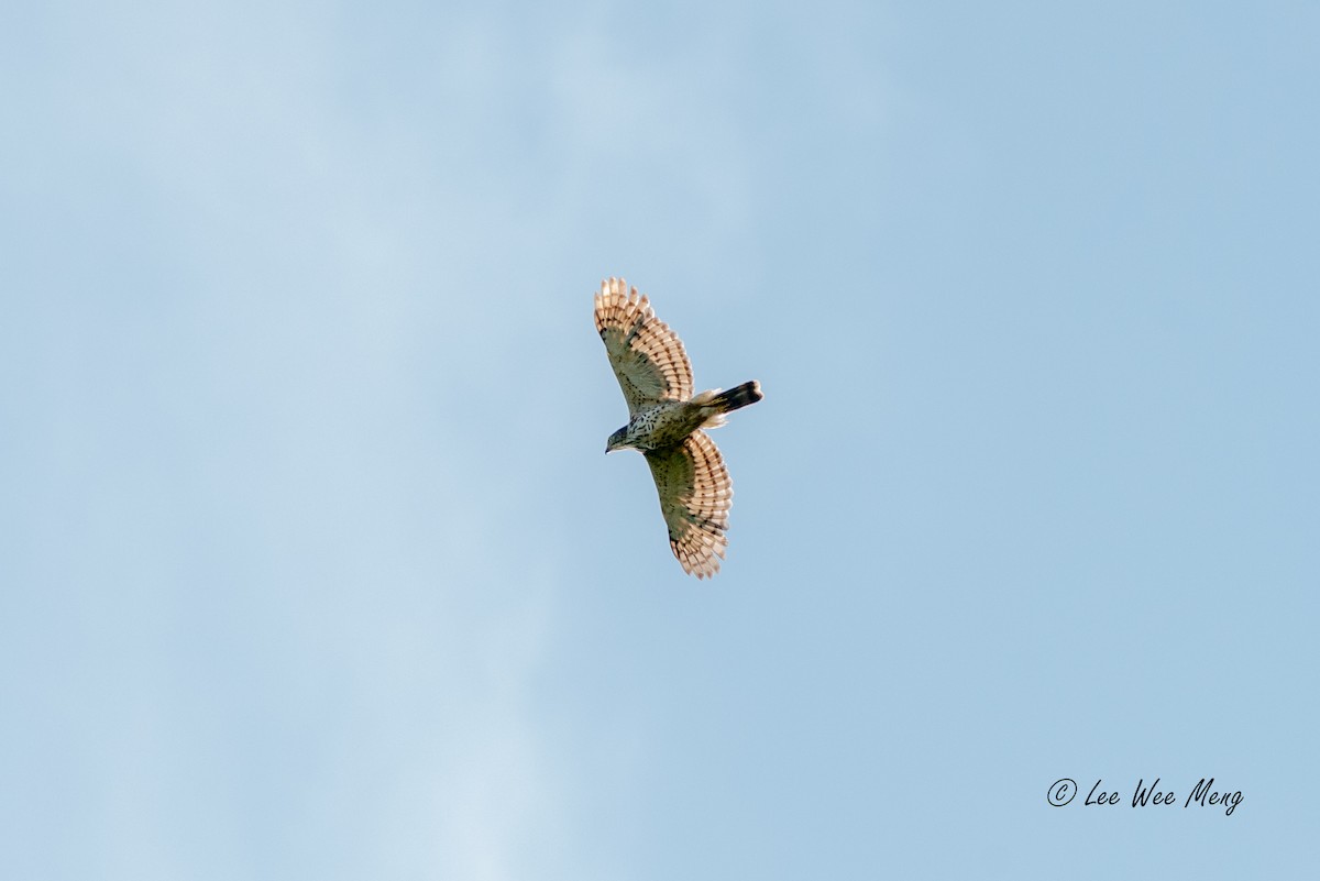 krahulák chocholatý - ML643594683