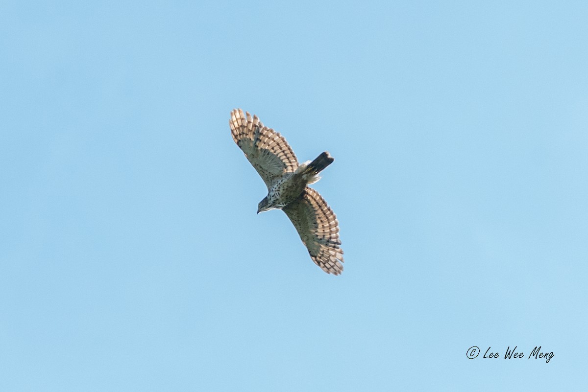 krahulák chocholatý - ML643594684