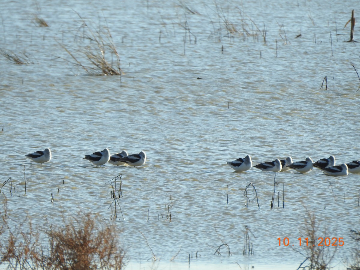 American Avocet - ML643594692