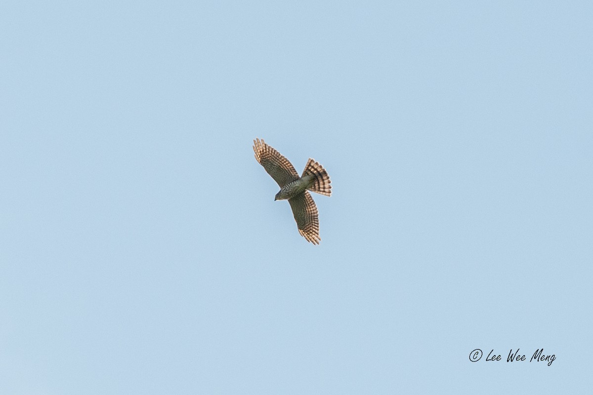 krahujec menší - ML643594695