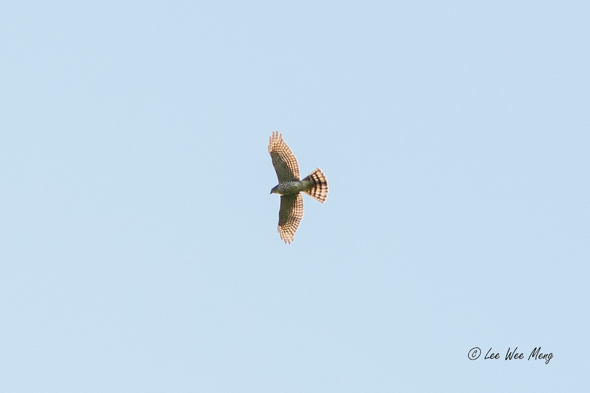 krahujec menší - ML643594696