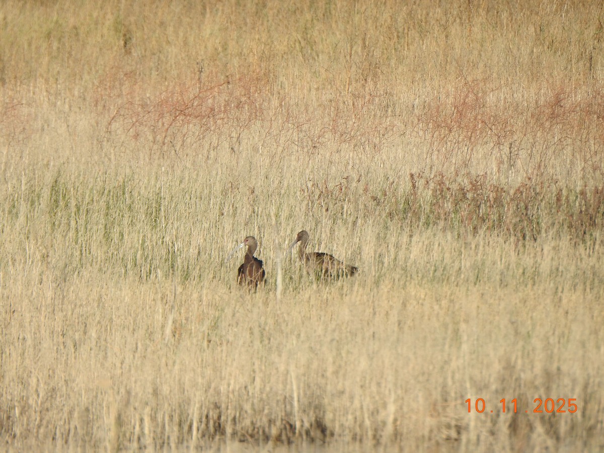 White-faced Ibis - ML643594700