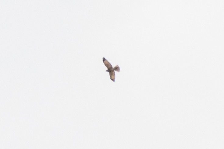 krahujec čínský - ML643594704