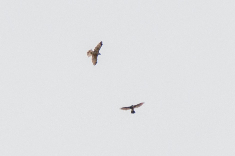 krahujec čínský - ML643594705