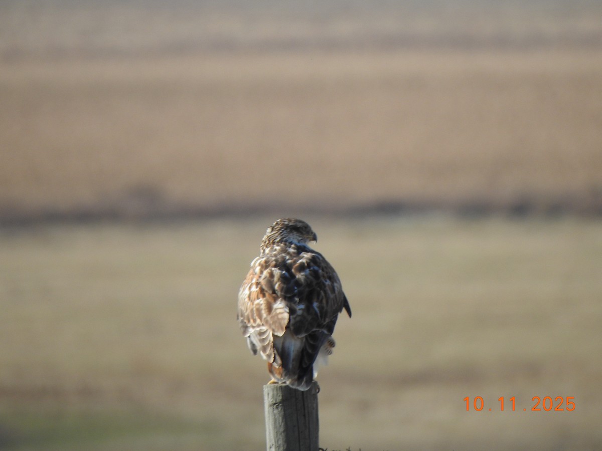 Ferruginous Hawk - ML643594707