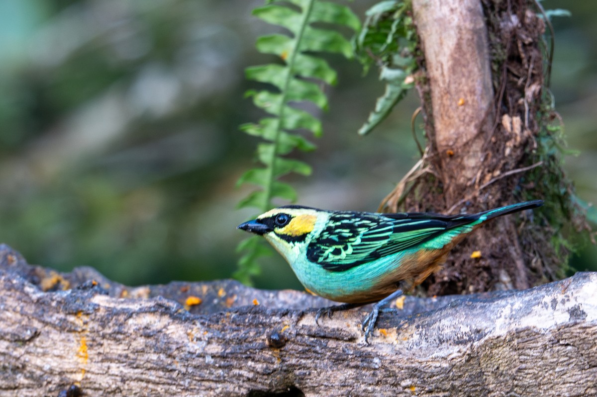 Golden-eared Tanager - ML643594710
