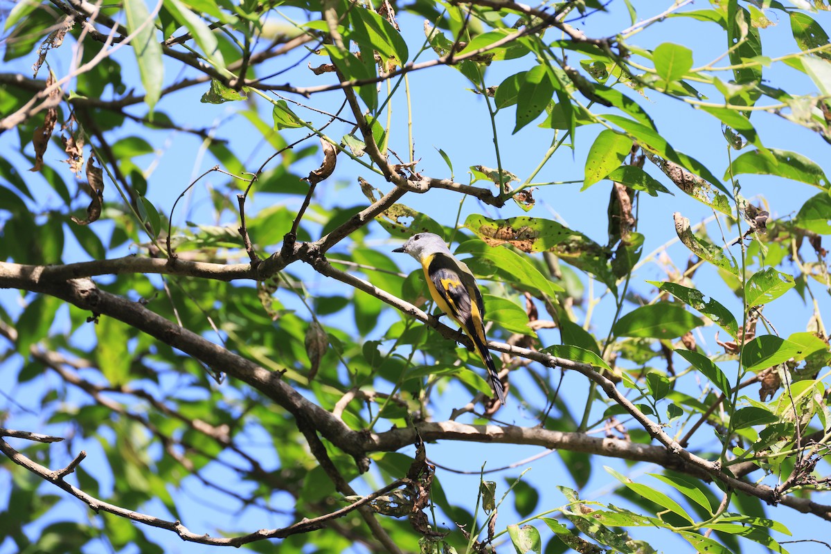 Gray-chinned Minivet - ML643594713