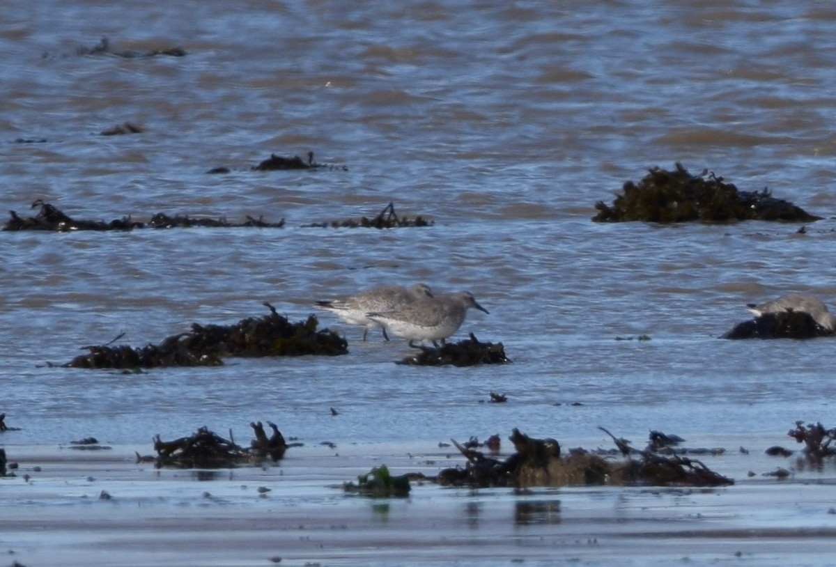 polarsnipe - ML643594719