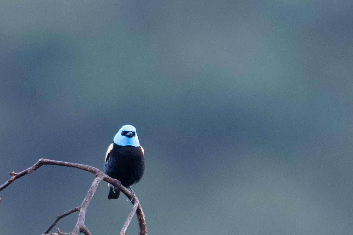 Blue-necked Tanager - ML643594761
