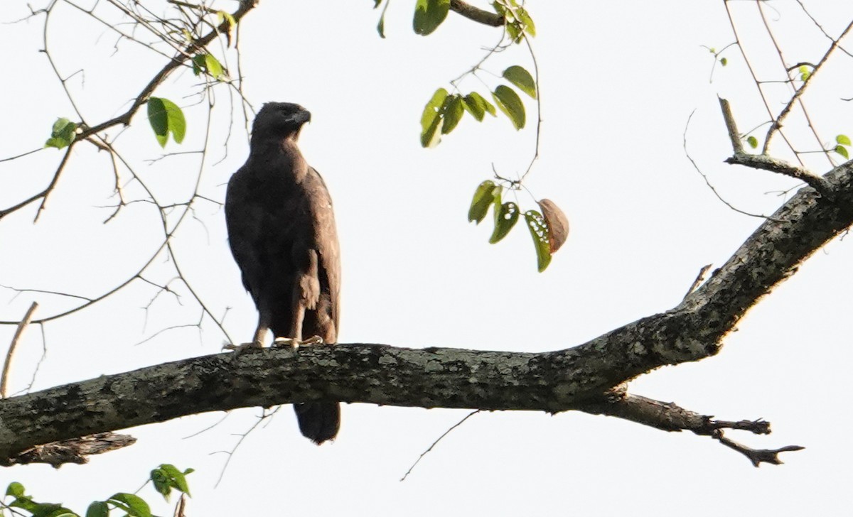 Changeable Hawk-Eagle (Changeable) - ML643594762