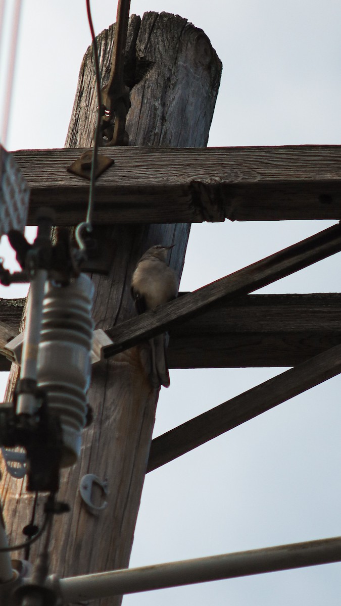 Northern Mockingbird - ML643594780