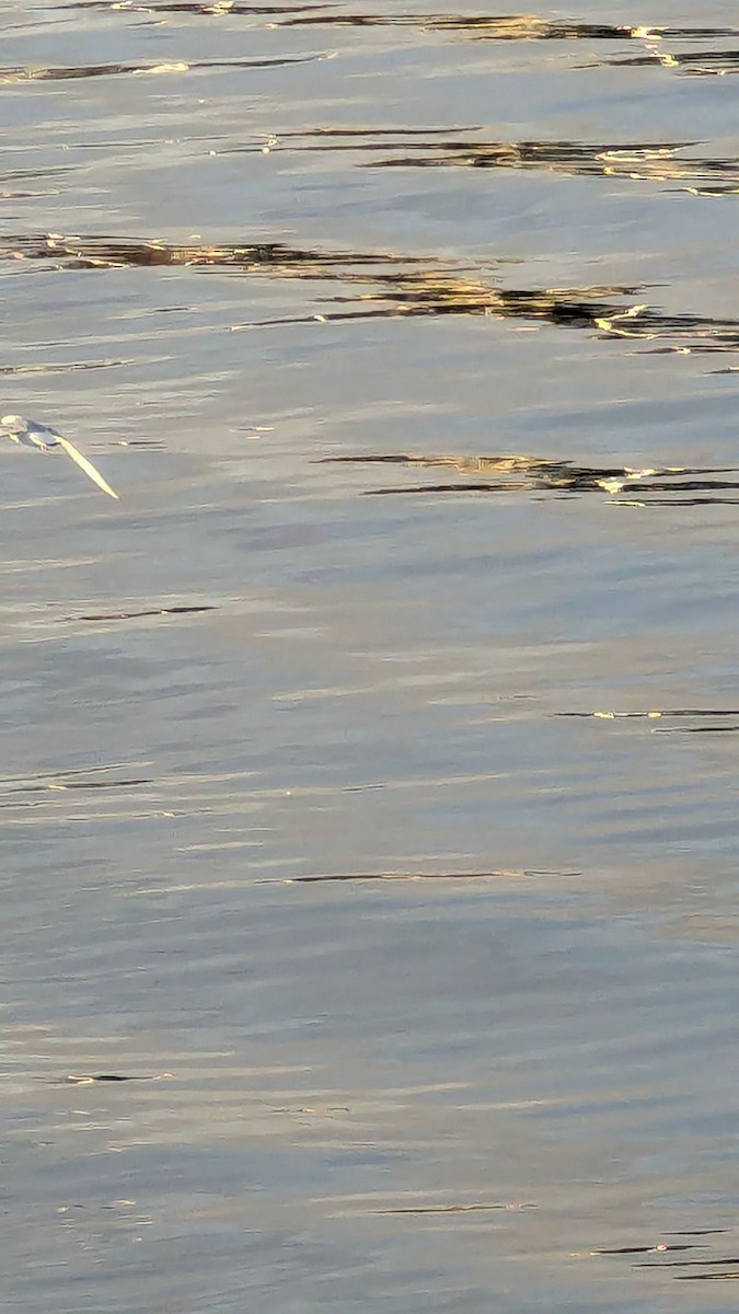 Short-billed Gull - ML643594789