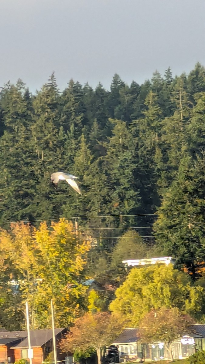 Short-billed Gull - ML643594792