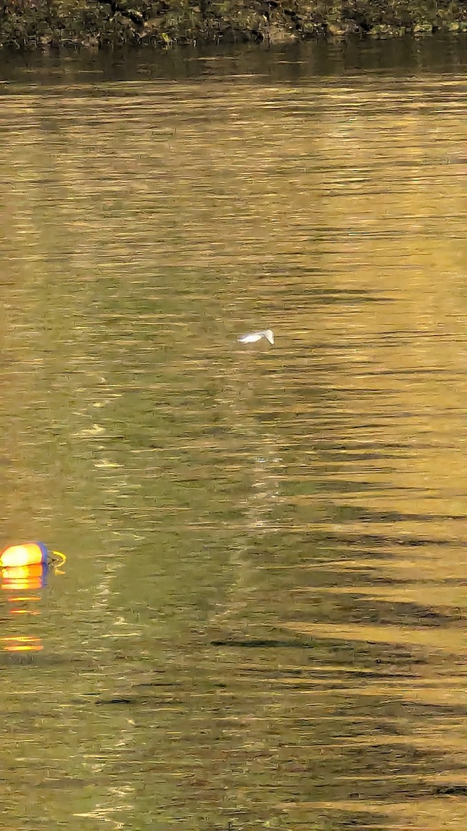 Short-billed Gull - ML643594795