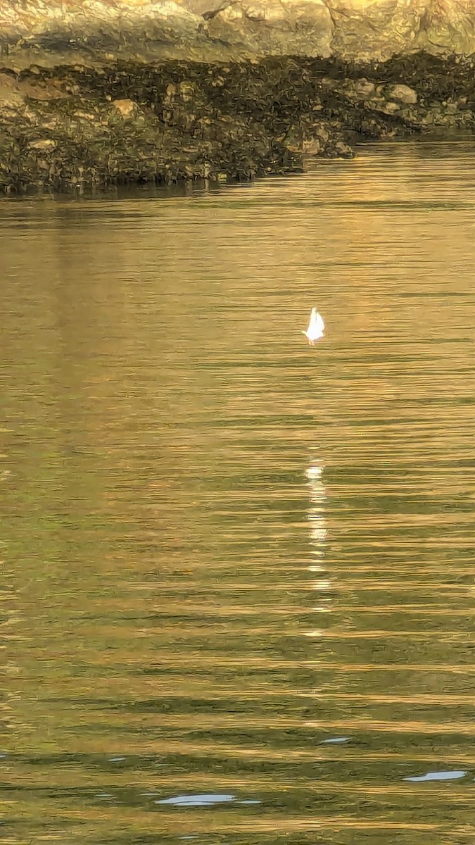 Short-billed Gull - ML643594803