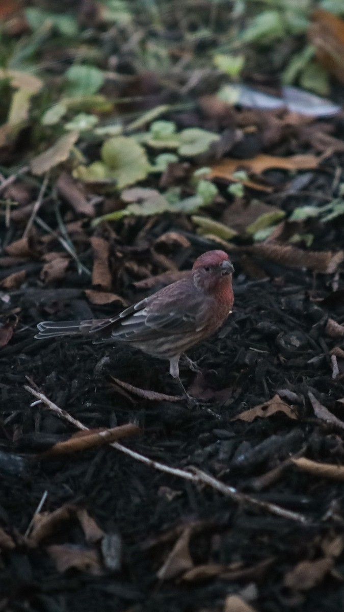 House Finch - ML643594805