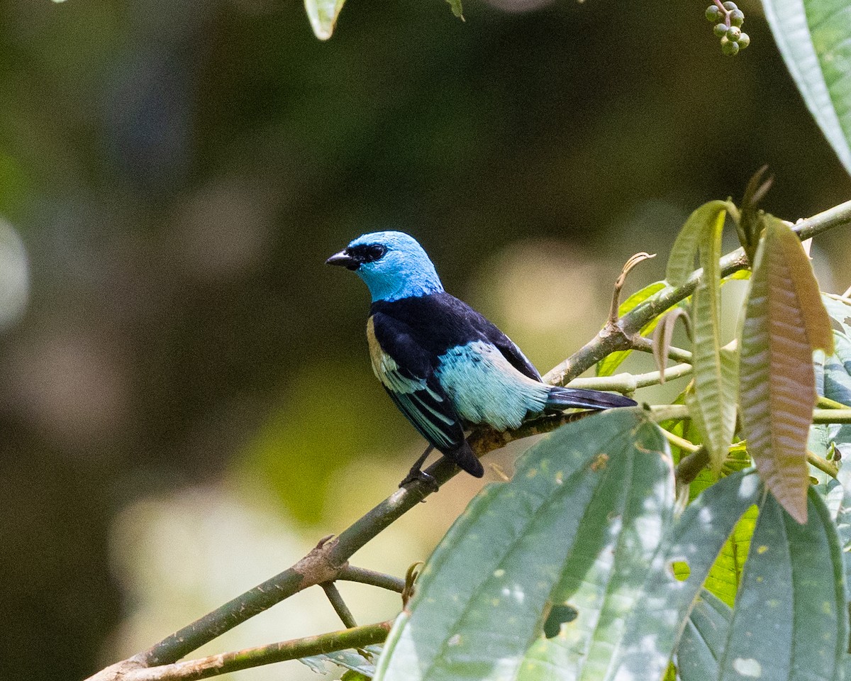 Blue-necked Tanager - ML643594809