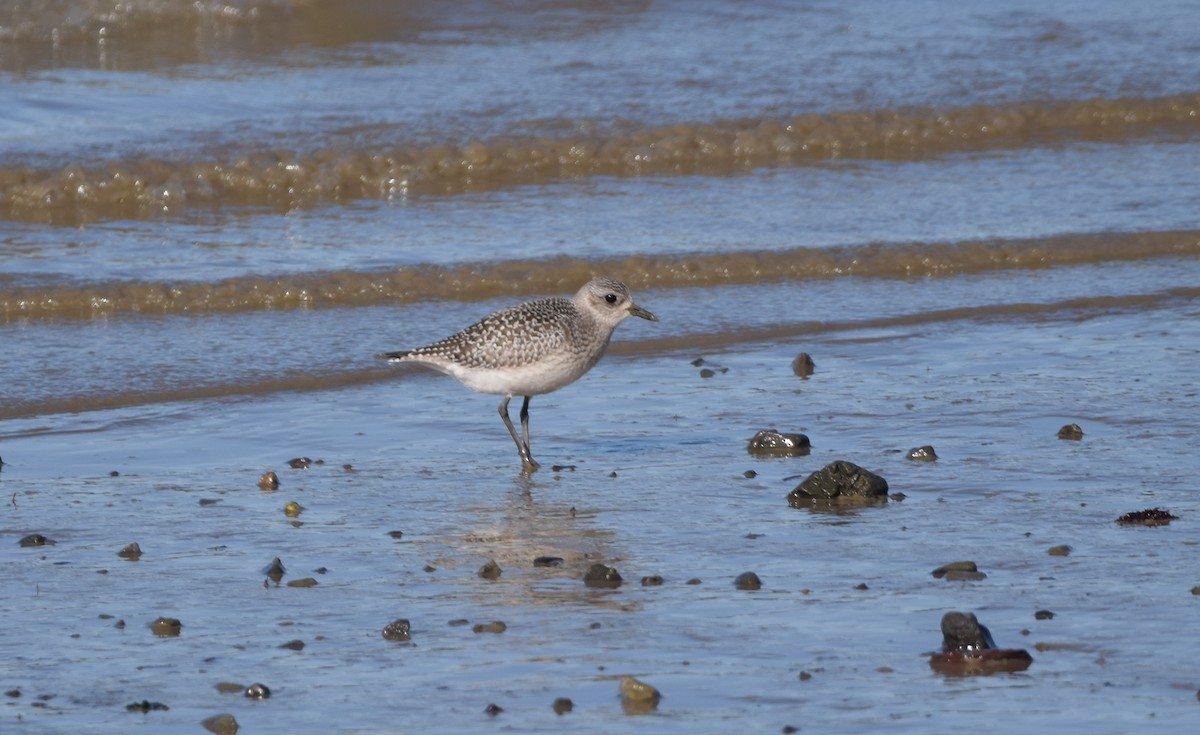 Black-bellied Plover - ML643594811