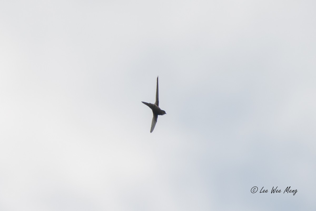 アジアヤシアマツバメ - ML643594813