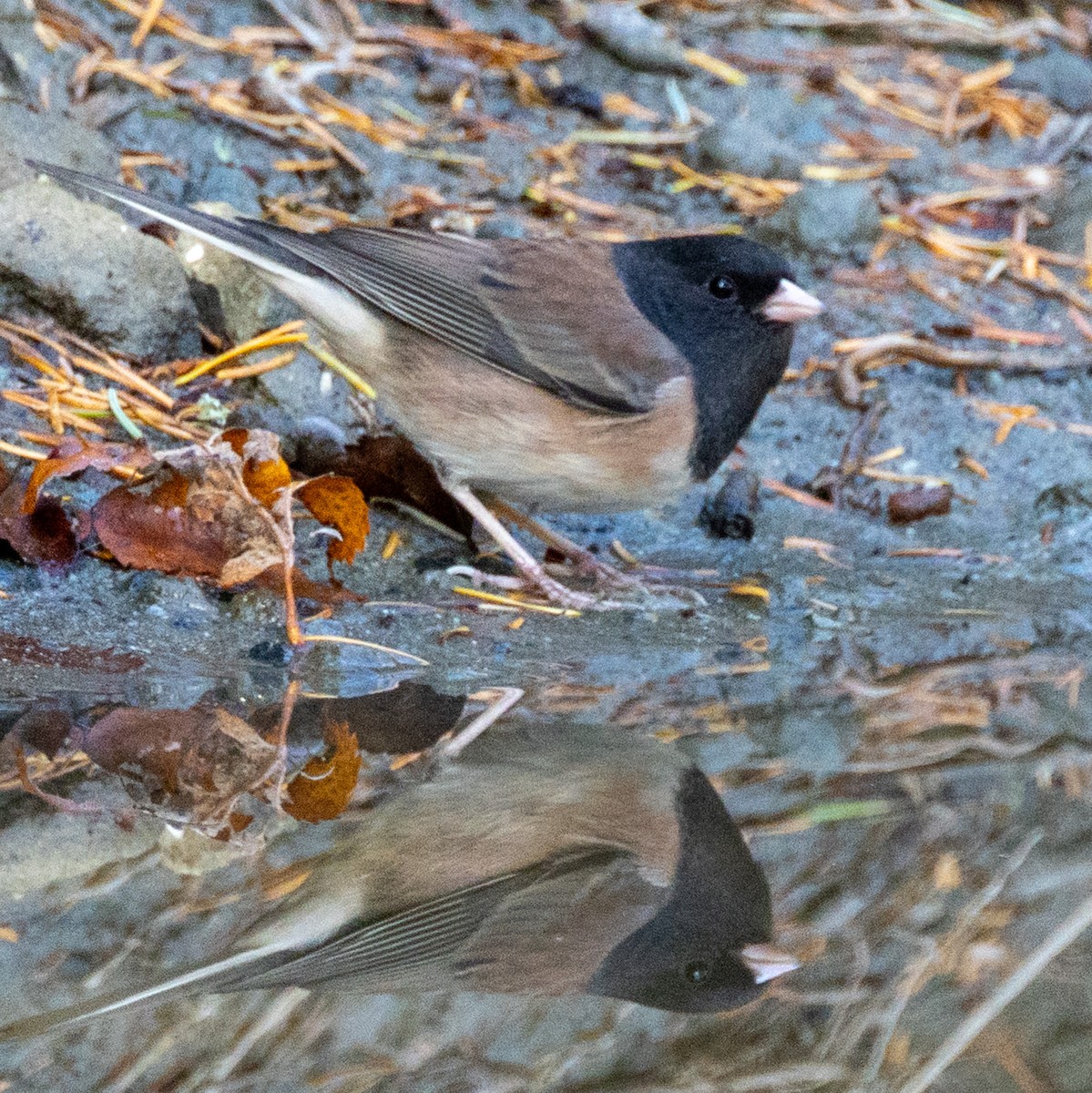Dark-eyed Junco (Oregon) - ML643594814