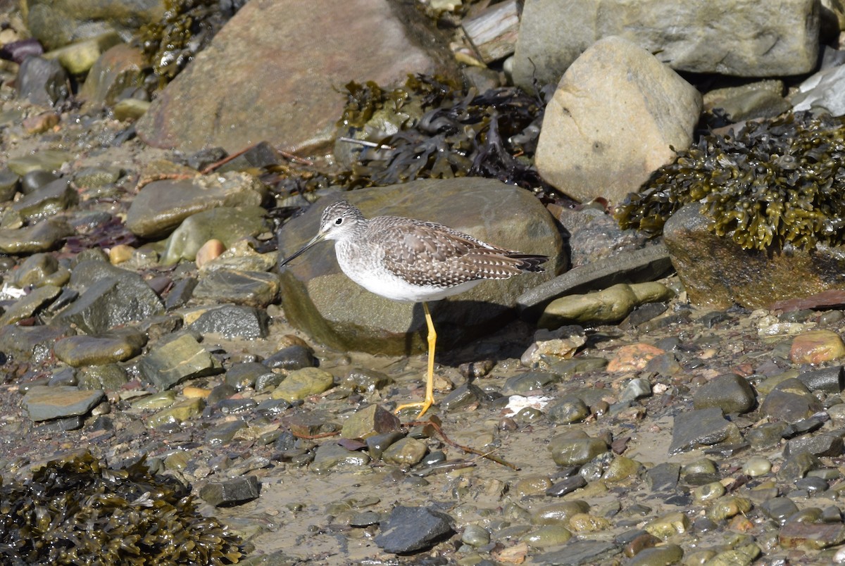 Greater Yellowlegs - ML643594815