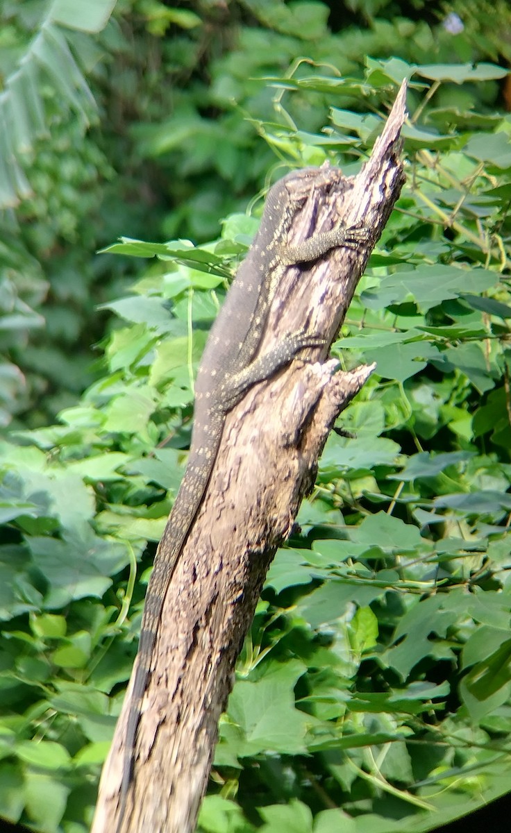 Animals - ML643594829