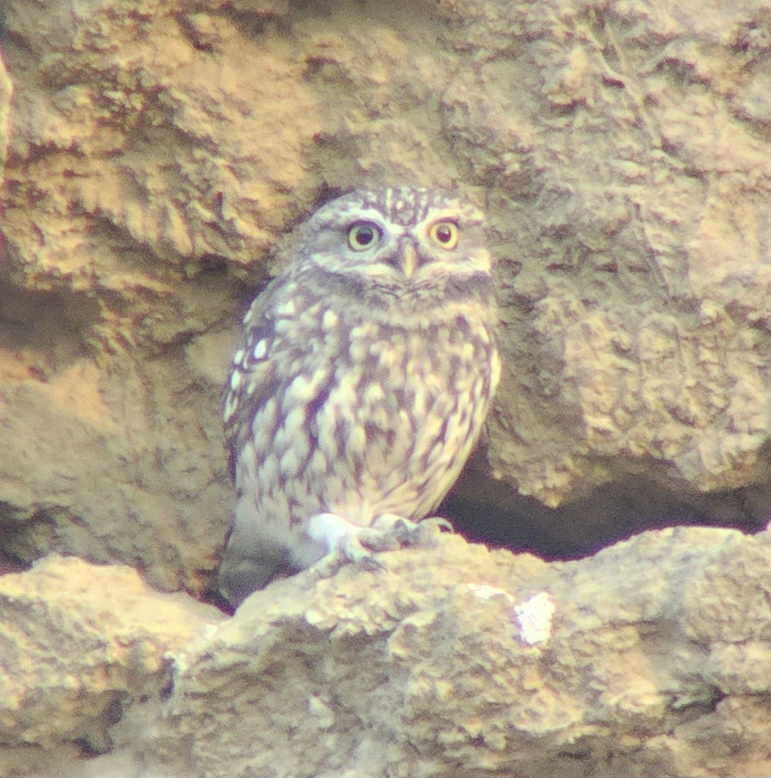 Little Owl - ML643594833