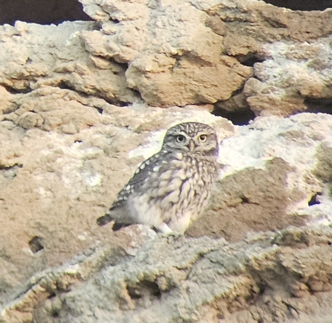 Little Owl - ML643594834