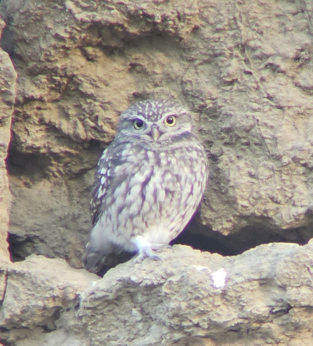 Little Owl - ML643594835