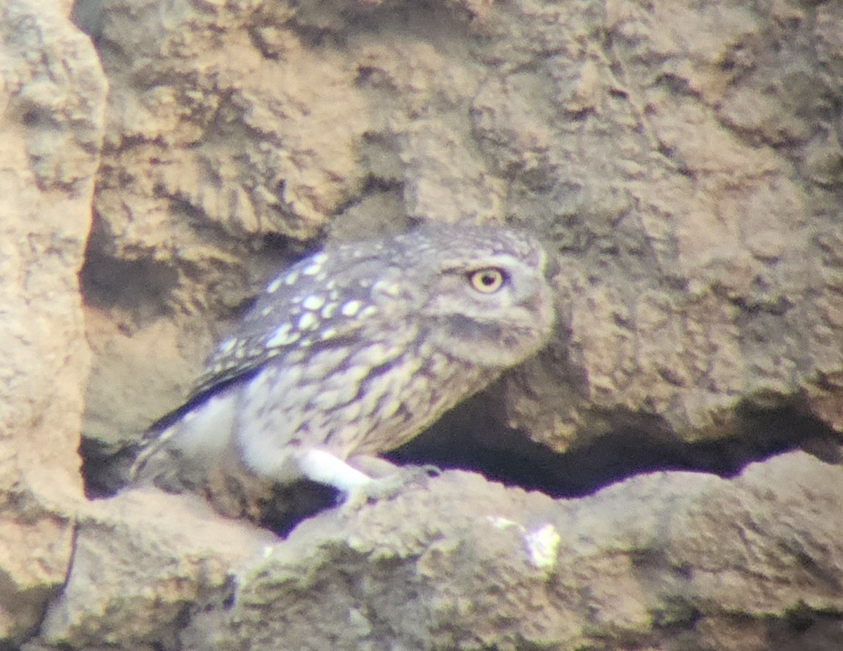 Little Owl - ML643594836