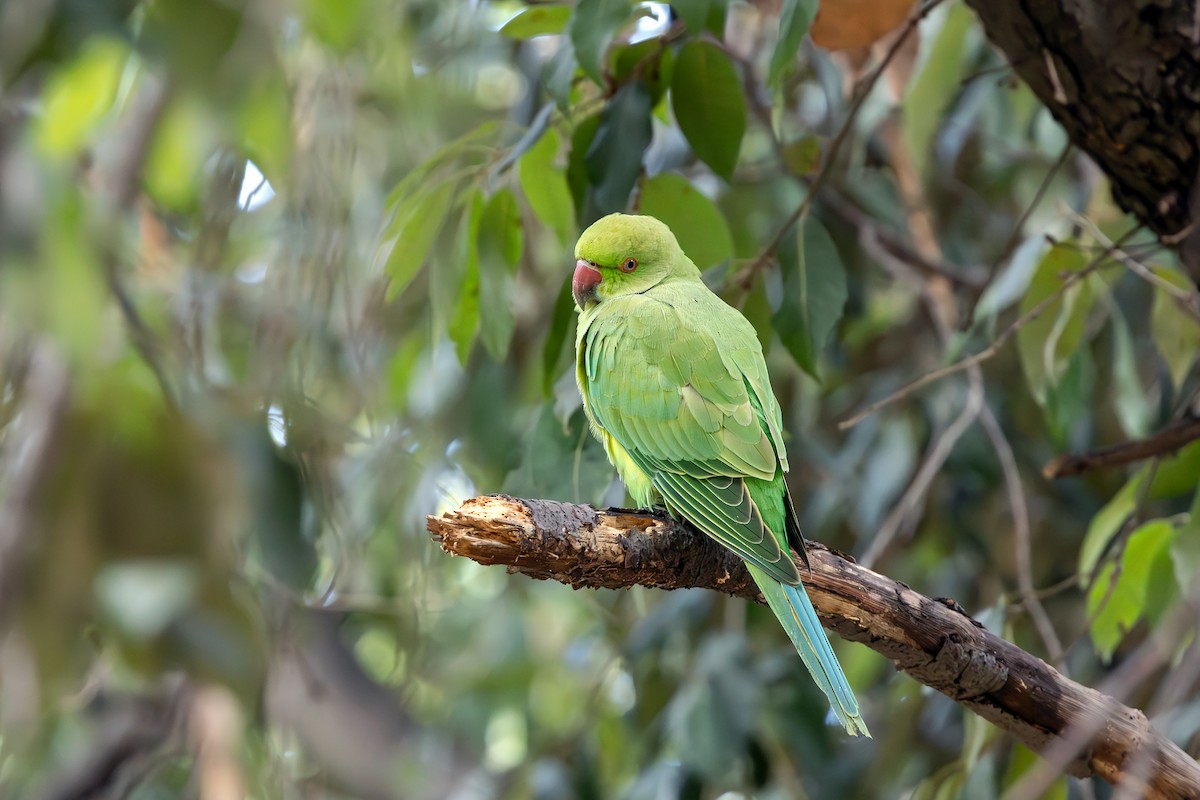 Rose-ringed Parakeet - ML643594849