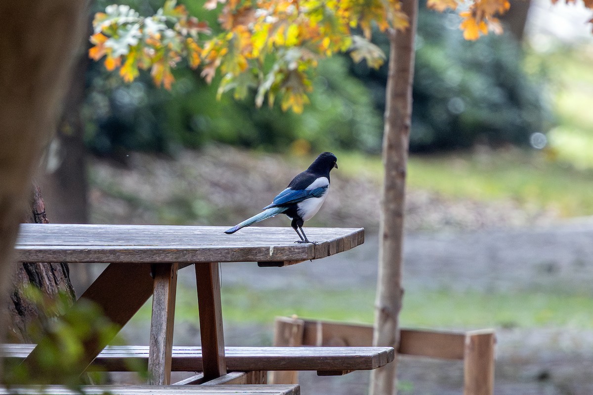 Eurasian Magpie - ML643594860