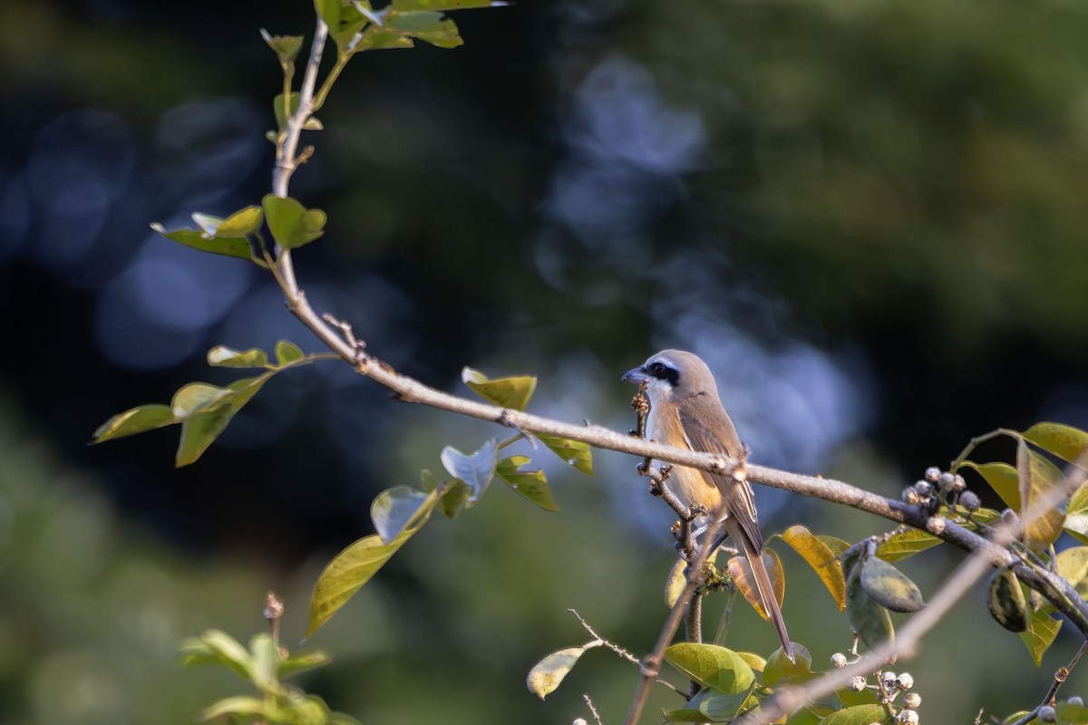 Bay-backed Shrike - ML643594869