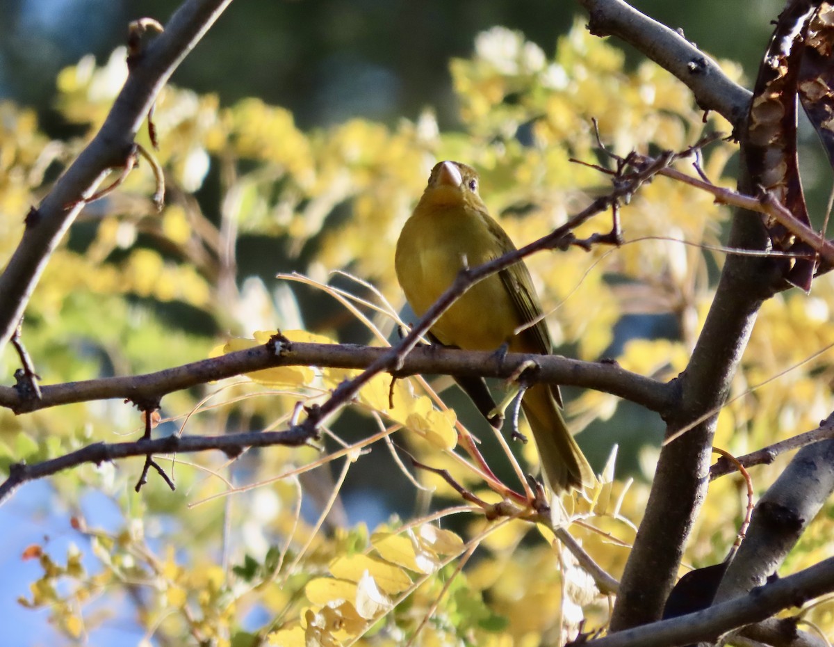 Summer Tanager - ML643594870