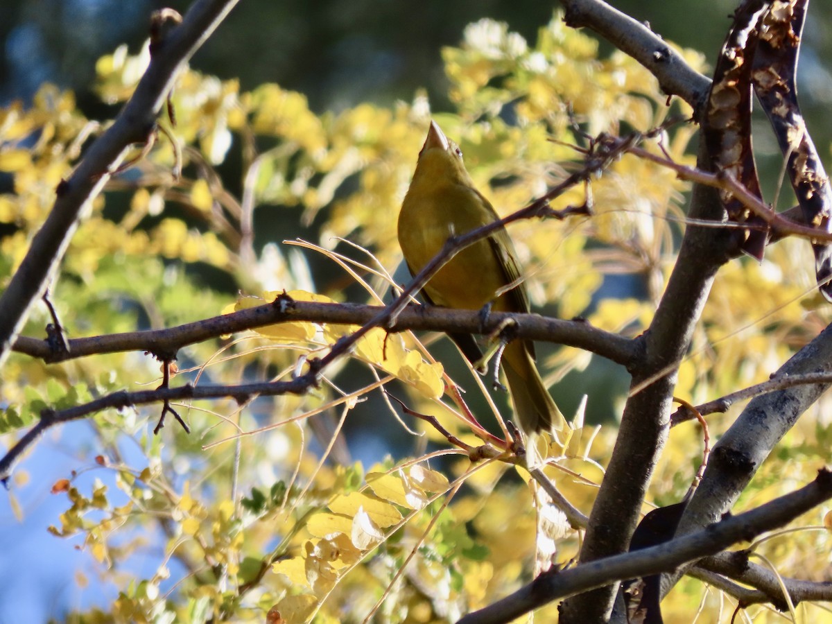 Summer Tanager - ML643594871