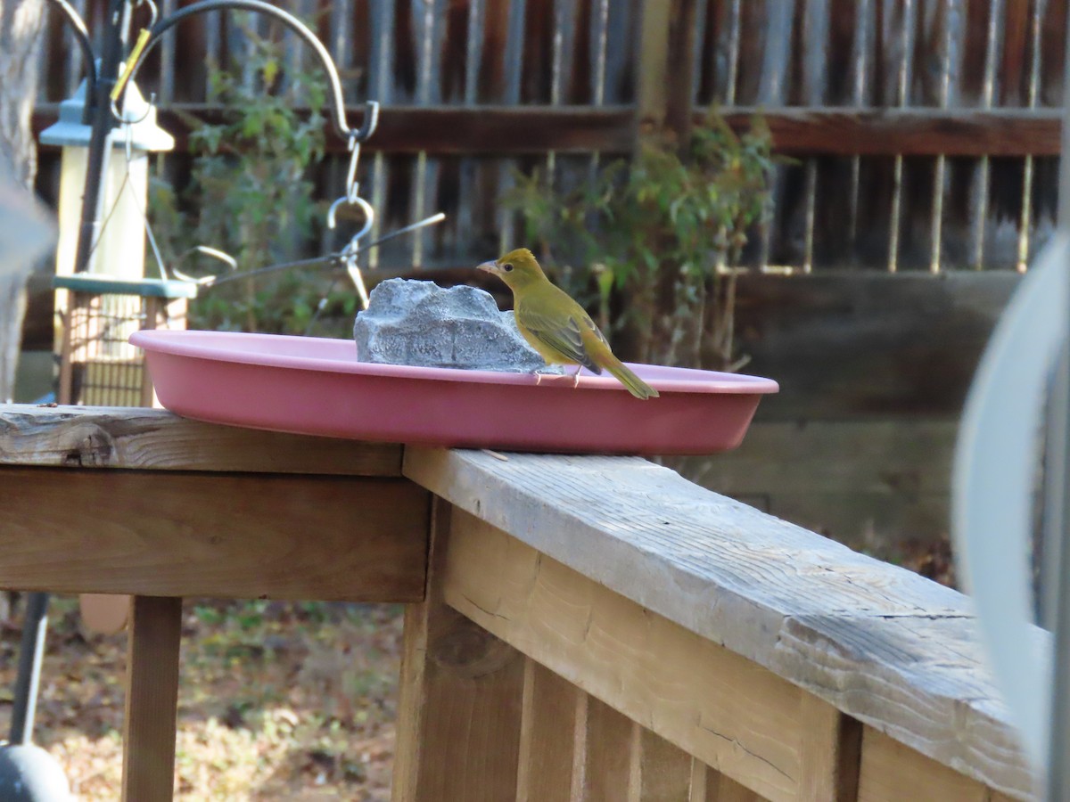 Summer Tanager - ML643594872