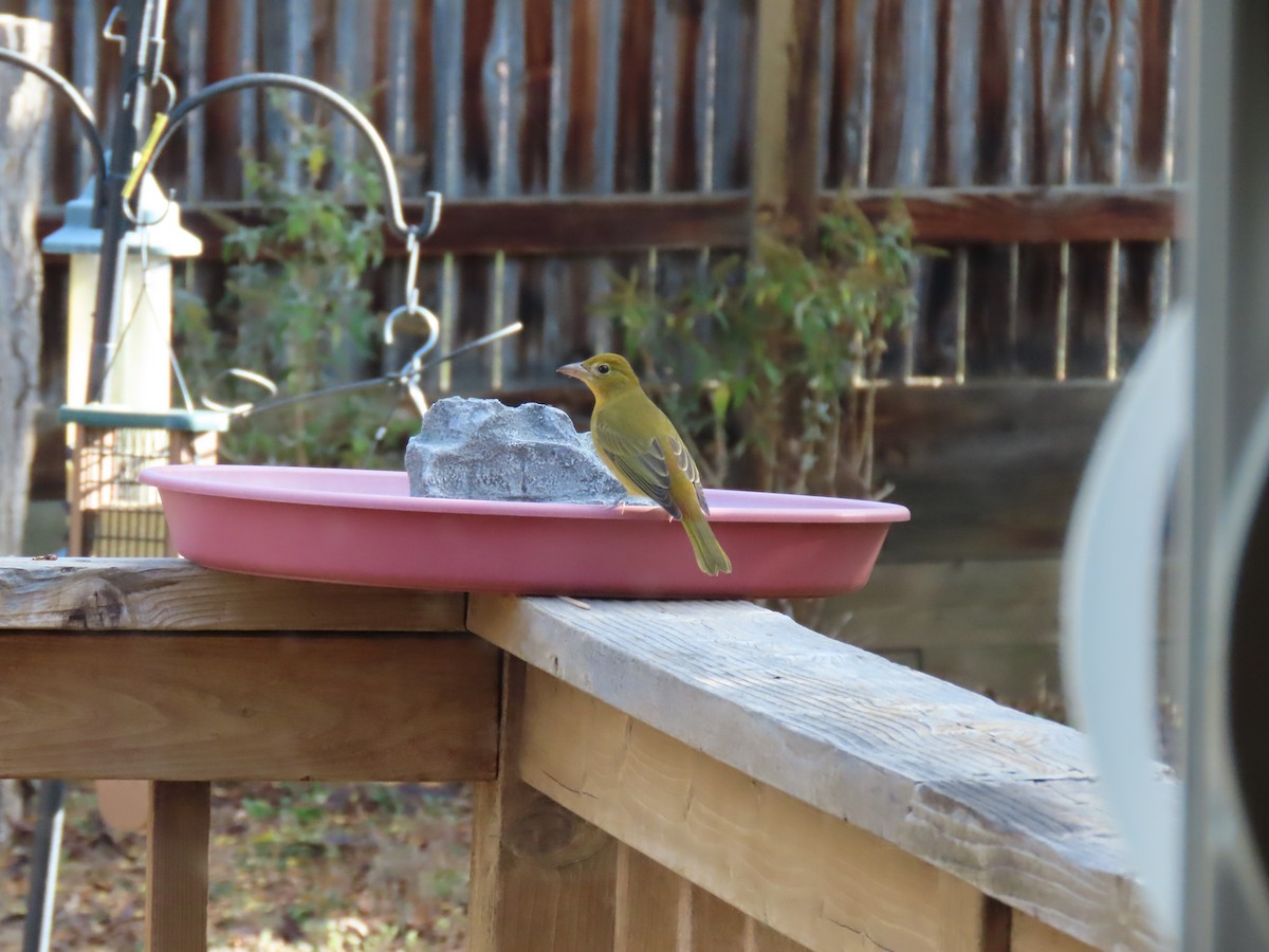 Summer Tanager - ML643594873