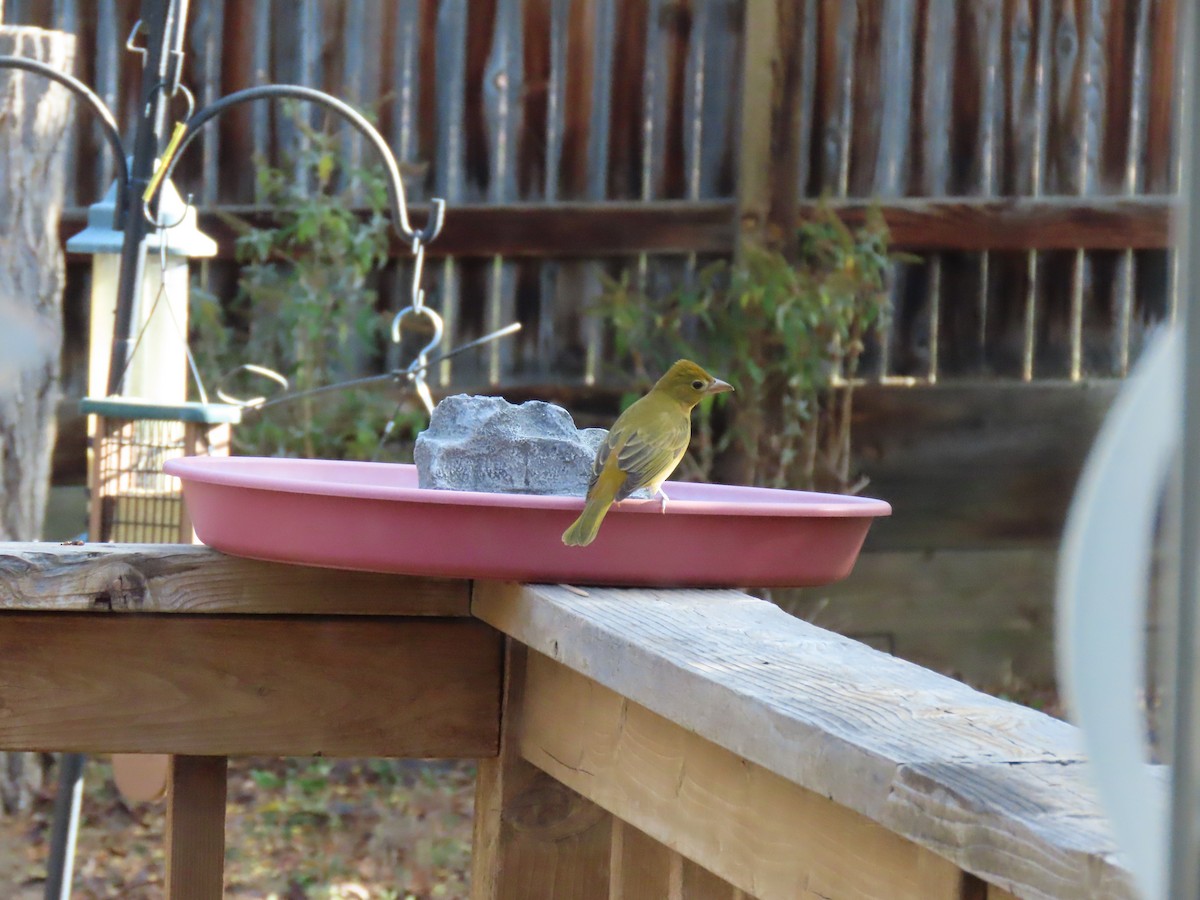 Summer Tanager - ML643594874