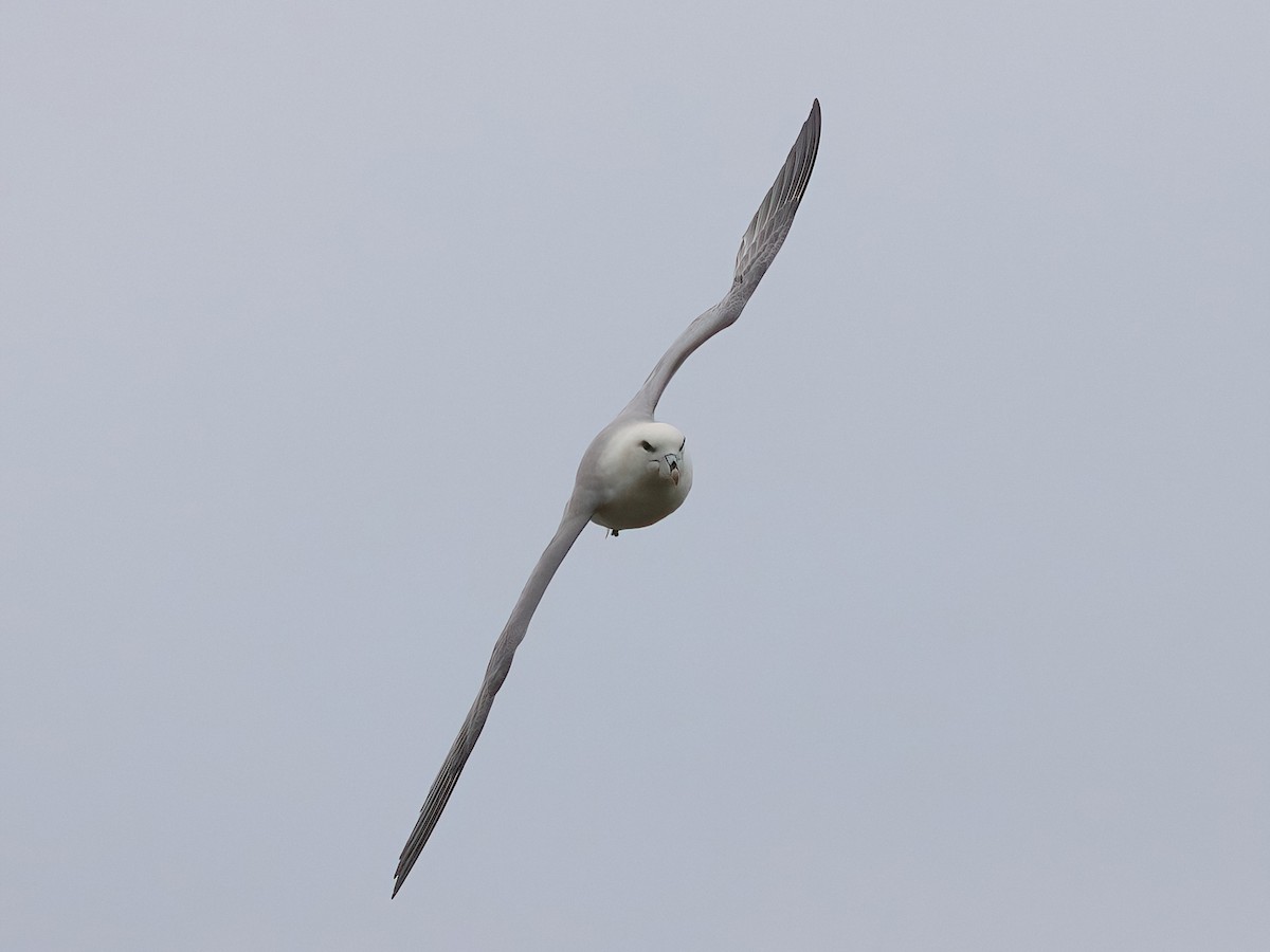 暴風鸌 - ML643594876