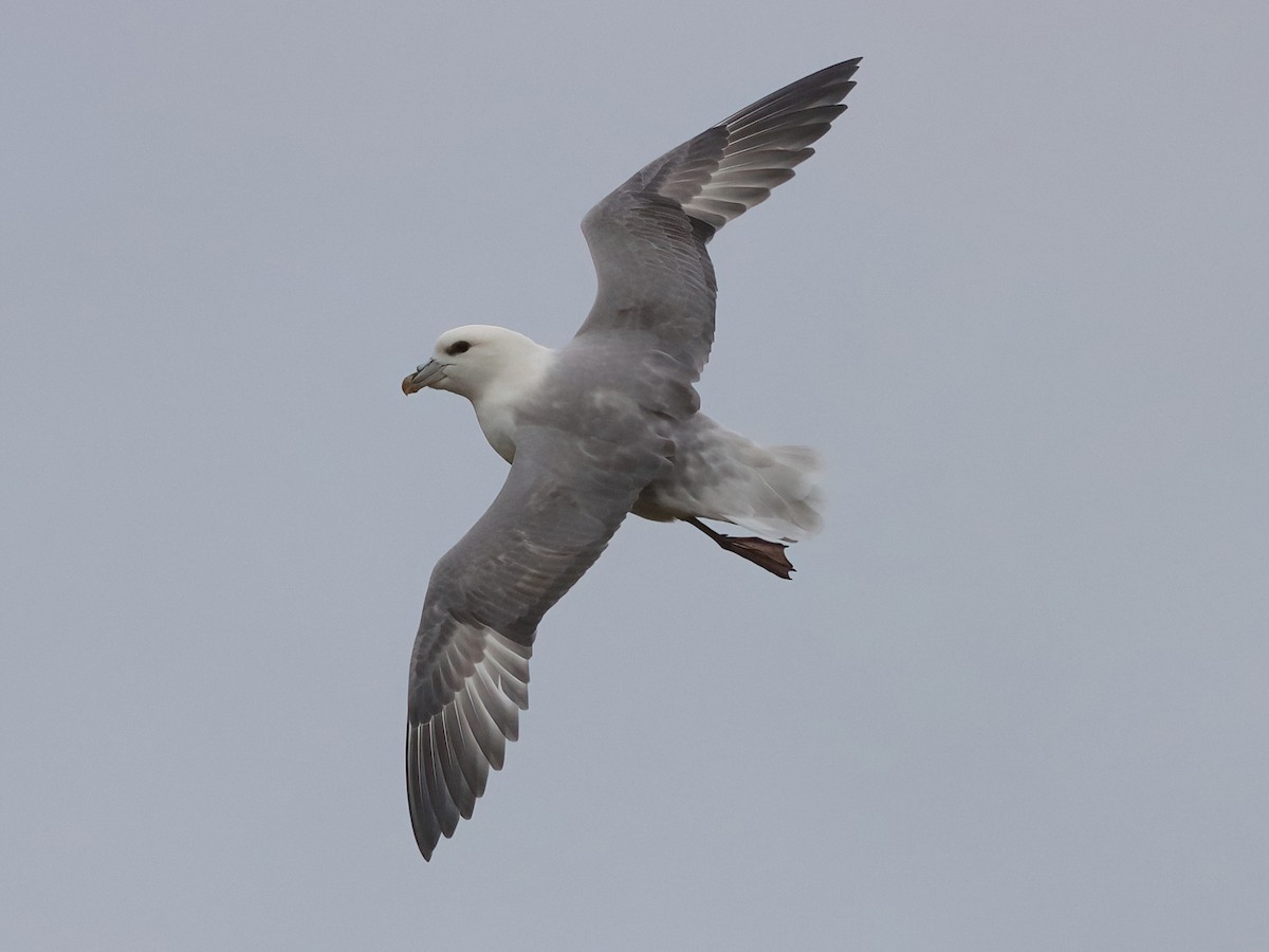 暴風鸌 - ML643594877