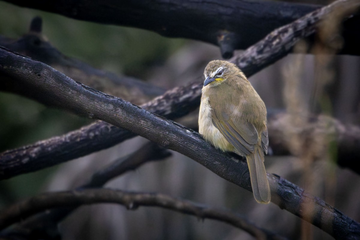 White-browed Bulbul - ML643594881