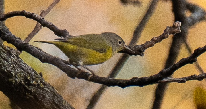 Nashville Warbler - ML643594888
