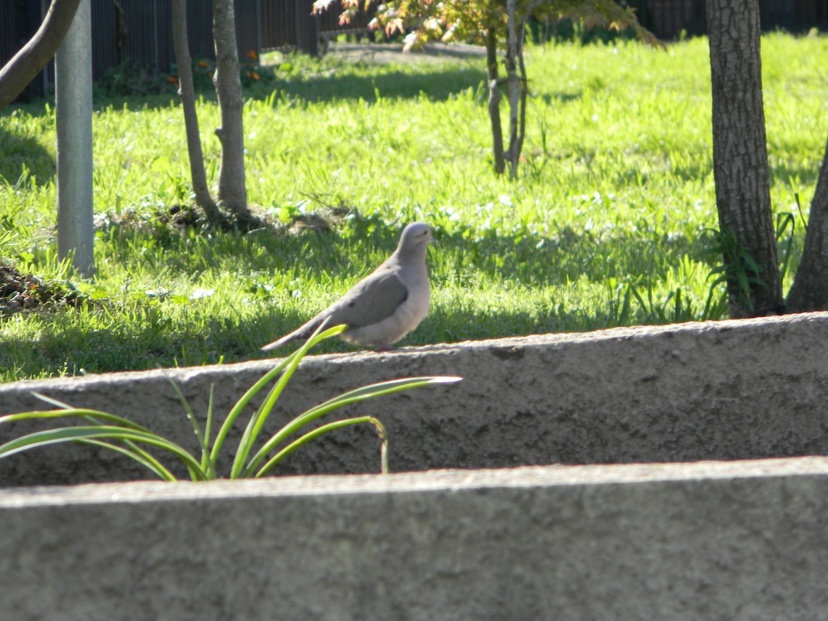 Eared Dove - ML643594889