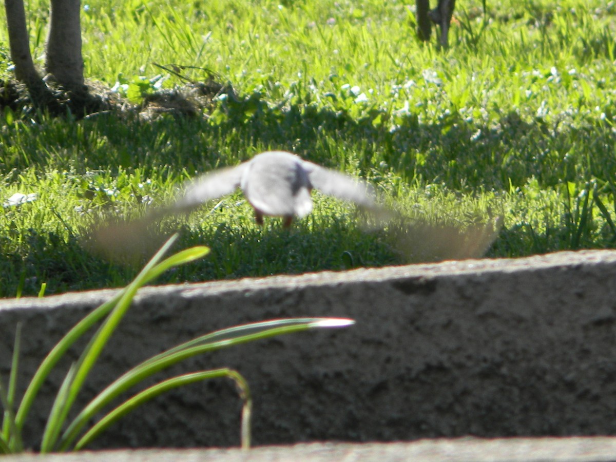 Eared Dove - ML643594890