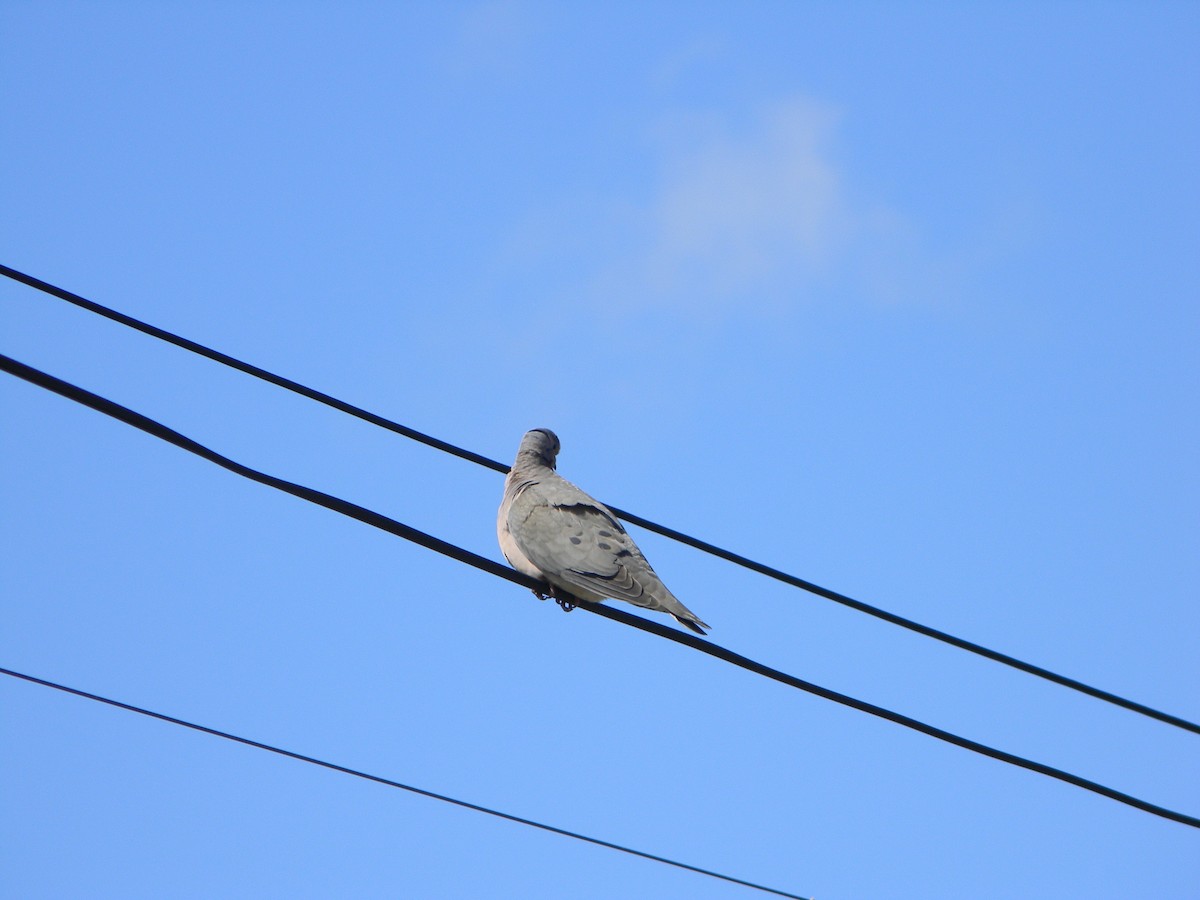 Eared Dove - ML643594891