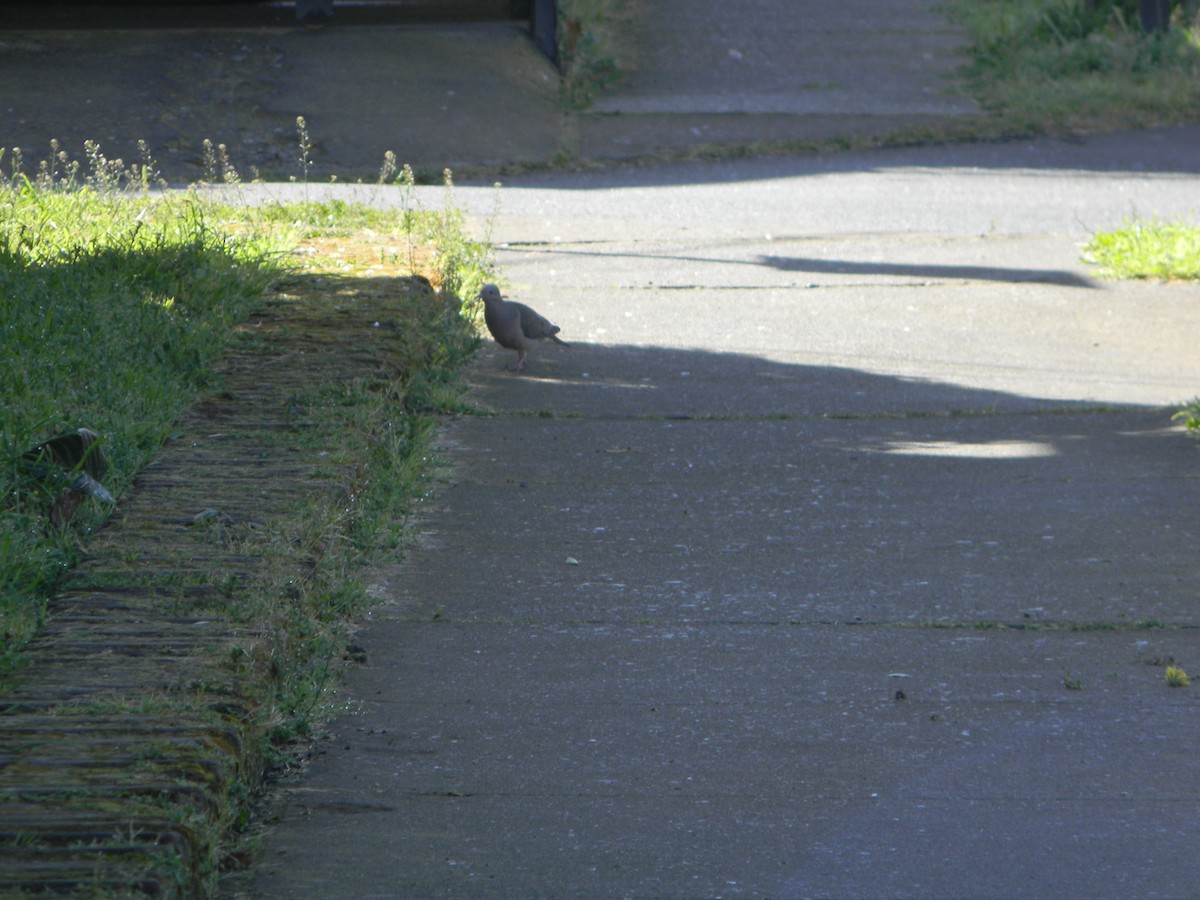 Eared Dove - ML643594892