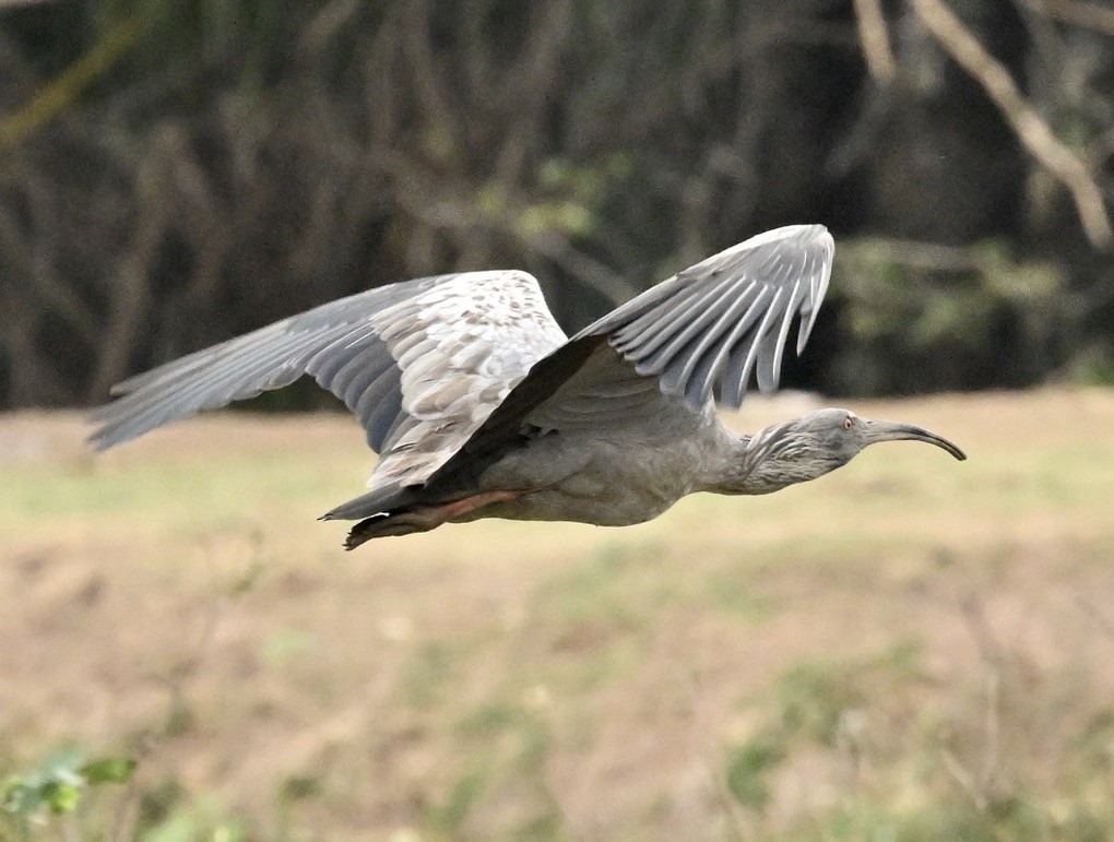 Plumbeous Ibis - ML643594895