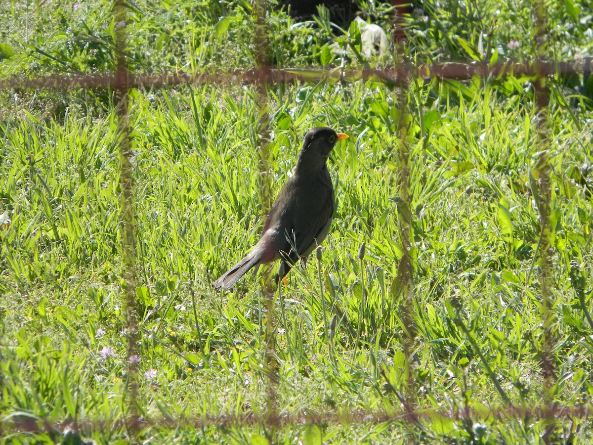 Austral Thrush - ML643594896