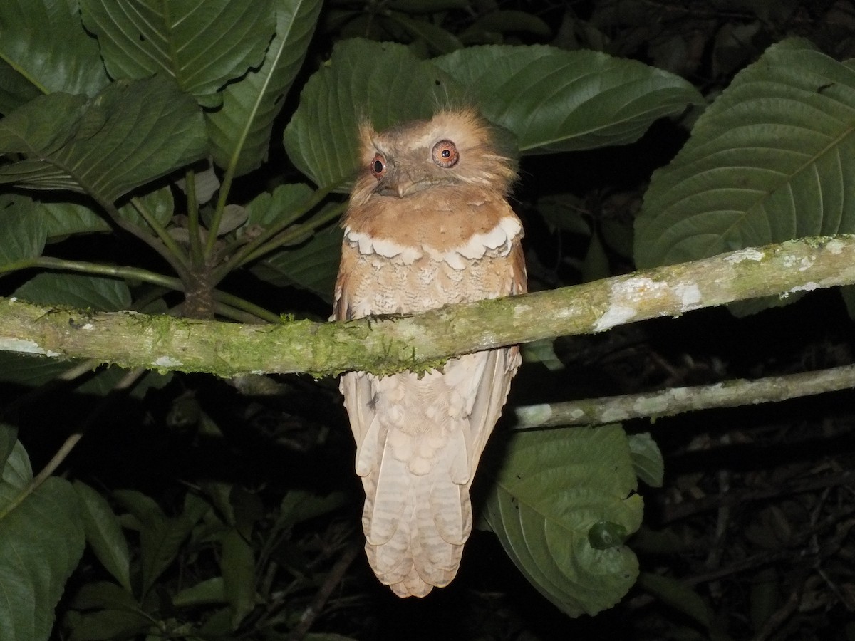 Philippine Frogmouth - ML643594905
