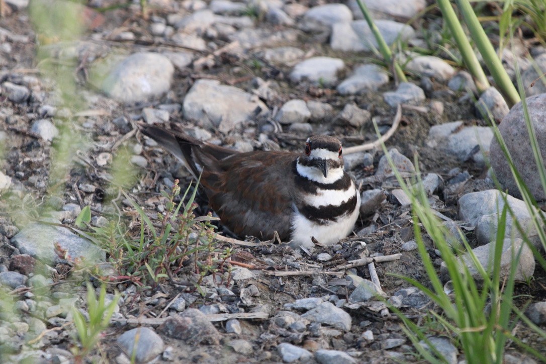 Killdeer - ML643594912